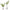 Country Ferns, S/2