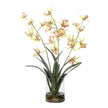 Spider Orchid