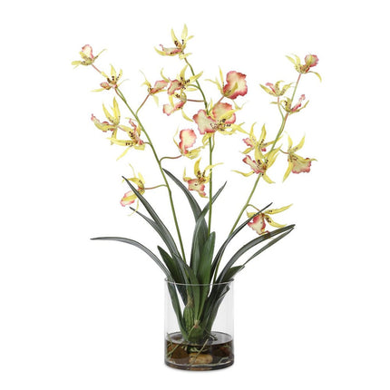 Spider Orchid