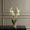 Lady Slipper Orchid