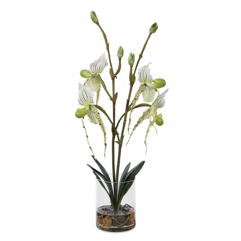Lady Slipper Orchid