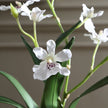 Clovis Orchid Drop-In