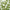 Country Ferns, S/2